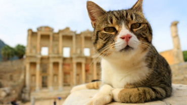 Best Photography Spots in Ephesus: Where Cruise Travelers Take Their Most Unforgettable Photos